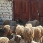 बागेश्वरी मन्दिरमा परम्परागत धुमधामका साथ फूलपाती भित्र्याइयो