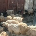 सदरमुकाम खलंगामा जुम्ली घोडा दौड