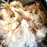 यसरी गर्न सकिन्छ दसैँमा यातायात व्यवस्थापन