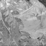 हरियो घाँस काटेर दसैं खर्च जुटाउदै