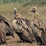 दशैँ नजिकिएसँगै कर्णालीको राजधानीमा यातायातदेखि बजारमा बढ्यो चलहपहल
