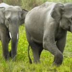 सम्पादकीय : भागेका कैदीबन्दीबाट सुरक्षा चुनौती