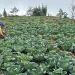 कांग्रेस फुट्छ भन्नुको कुनै अर्थ छैन : नेता थानी