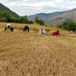 बजेट अभाव हुँदा पुल निर्माणमा ढिलाइ