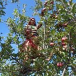 सम्पादकीय : क्षतिग्रस्त संरचनाको पुनर्निर्माण कहिले ?