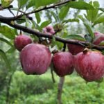 दृष्टिविहीन धर्मलाल,रेडियो सञ्चालन गर्दै