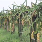 चितवनमा बस दुर्घटना, ३३ जना घाइते