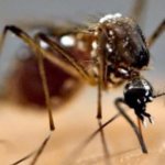 सक्रिय जीवन पद्धति अँगाल्ने आह्वानका साथ आज विश्व पक्षाघात दिवस मनाइँदै