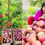 धमाधम सुक्न थाले ताल, संरक्षणमा चुनौती