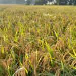 परम्परागत पेशामा आधुनिक सोच : माटाका भाँडामा प्रविधिको जादु