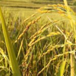 कञ्चनपुर कारागारबाट भागेका ३८८ कैदीबन्दी फिर्ता