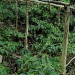 सोमालियामा गम्भीर खडेरीले लाखौंको जीवन जोखिममा : संयुक्त राष्ट्र