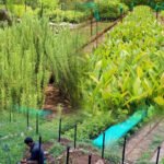 जुम्लामा ट्याक्टर दुर्घटनामा एकको मृत्यु, एक घाइते