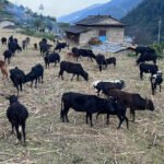 भटमास खेतीमा किसानको आकर्षण बढ्यो, वार्षिक तीन लाखसम्म आम्दानी