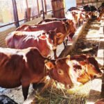 वैश्विक पर्यटनमा निरन्तर वृद्धि : संयुक्त राष्ट्र