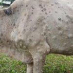 सम्पादकीय : बालविवाह न्यूनिकरणको नीति परिमार्जन गर !