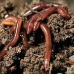 कैलालीमा अध्यागमनको काम रोकिएपछि अर्को नाका प्रयोग गर्दै यात्रु