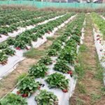 निर्वाचन आउन ५८ दिन बाँकीः आचारसंहिताको प्रभावकारी कार्यान्वयनमा जोड