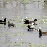 बडगाउँमा नमूना पुस्तकालयलाई  पुस्तक सहयोग गर्न आग्रह 