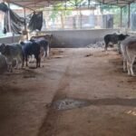 हिउँले थुनिएको नाग्म–गमगडी डोजरले खोल्यो