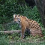 लेख : अभिशापको भारी