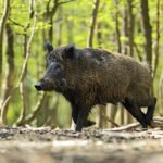 गृहमन्त्री अर्याल र अमेरिकी कार्यवाहक राजदूतबीच भेटवार्ता