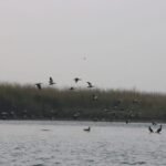 बजेट अर्धवार्षिक समीक्षाः आम्दानी ३८ खर्च ३५ प्रतिशत