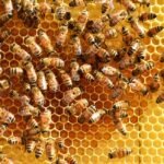 कांग्रेस विभाजनको वारपारः आन्तरिक संकटले राष्ट्रिय राजनीतिमा पार्ने प्रभाव