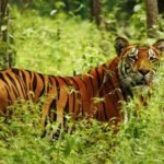 बाँकेमा जलपन्छीको वासस्थान जोखिममा