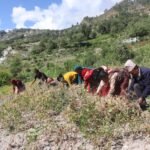 संस्कृति संरक्षणमा थारु समुदायका युवा पुस्ताले अग्रसरता लिन थाले