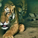 बाँके–२ मा जसपा उम्मेदवार कमरुद्दिन राईप्रति मतदाताको समर्थन उर्लियो