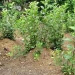 कर्णाली करिडोरको स्थलगत निरीक्षण