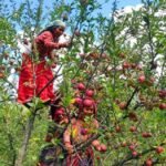 कञ्चनपुरमा पाँच हजार ६७८ किशोरीलाई ‘एचपिभी’ खोप लगाइँदै 