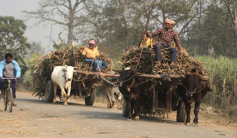 देखिन छाडे गोरुगाडा 