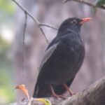 ट्राफिक प्रहरीद्वारा फुटबल खेलाडी भण्डारीलाई आर्थिक सहयोग