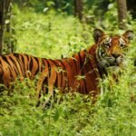 निर्वाचन १२ दिन बाँकी :   मतदाता शिक्षासम्बन्धी टिकटक बनाउनुस्, ५० हजार जित्नुस्‌