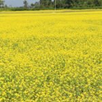 कर्णाली प्रदेशमै ‘सीपमा आधारित प्रथम बृहत् सिकाइ मेला’हुँदै