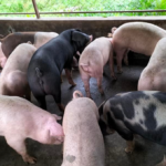 दैलेखमा भीषण असिनापानीले  करोडौंको अन्नबाली नष्ट