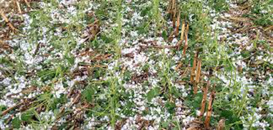 दैलेखमा भीषण असिनापानीले  करोडौंको अन्नबाली नष्ट