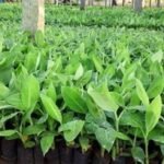 कर्णालीबाट छानिए चार महिलासहित पाँच समानुपातिक सांसद