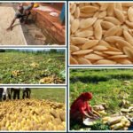 ‘कर्णाली सात प्रदेशमध्ये खाद्यका हिसाबले सुरक्षित छ’