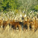 महिला सामूहिक बेमौसमी तरकारीखेतीमा आकर्षित 