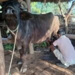 नदीमा पौडी खेल्ने क्रममा बालक बेपत्ता