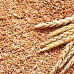 शुक्लाफाँटामा स्वास्थ्य बिमा कार्यक्रममा न्यून सहभागिता