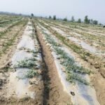 सरकारी छाप र दस्तखत दुरूपयोग गरेको आरोपमा तीन जना पक्राउ