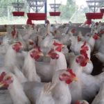 घुयँत्राे:“हिजोका दुश्मन, आजका सत्तासाथी: अस्पतालमै ‘कम्युनिष्ट पुनर्मिलन महोत्सव’!”