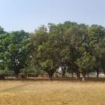 वन्यजन्तु सप्ताहः  सचेतना र संरक्षणमा जोड