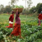 पातारासीमा सोलार ड्रायर :दिनमै गुणस्तरीय गुन्द्रुक र सुकुटी तयार  