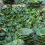 राष्ट्रिय जनसङ्ख्या नीति सार्वजनिक