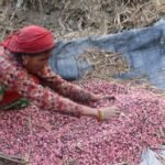मौरीपालनलाई व्यवसायिक बनाउँदै: जुम्लाको हिमा गाउँपालिका